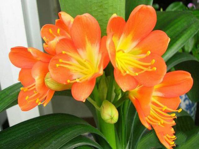 What kind of soil does clivia use to raise? Is willow bark okay?