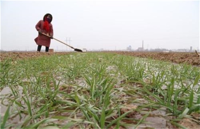 Benefits and precautions of winter irrigation of wheat