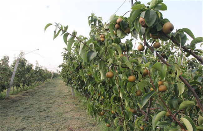 Harvest time and method of kiwifruit