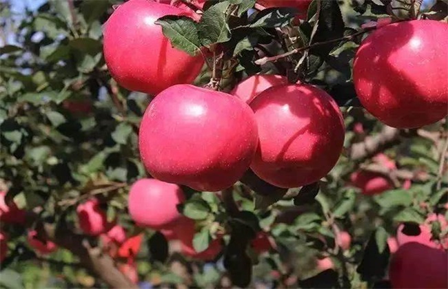 Factors Affecting Apple Fruit Coloring