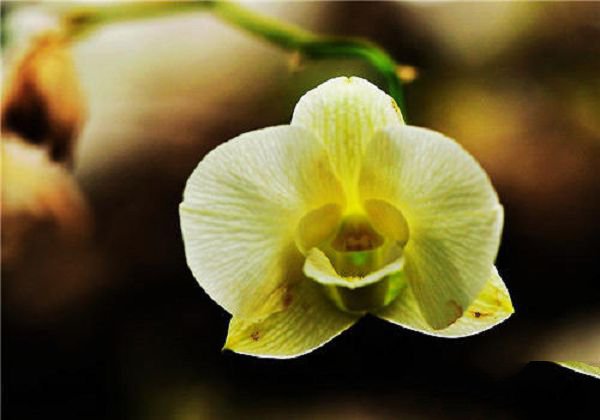 How to plant orchids with Japanese gold stone in different environments