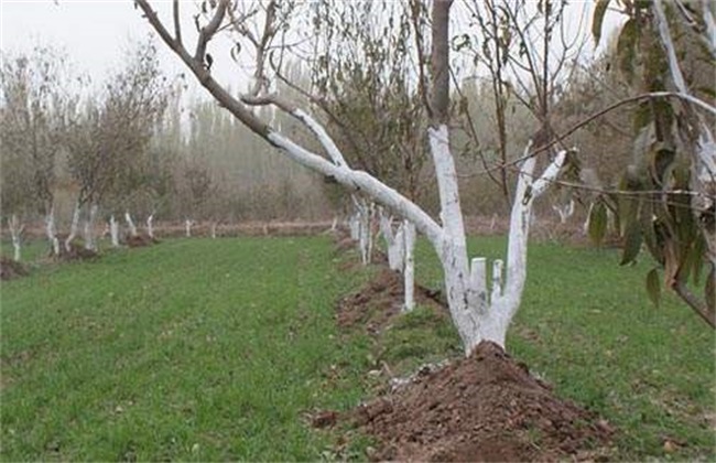 Preparation method of whitening agent for fruit trees