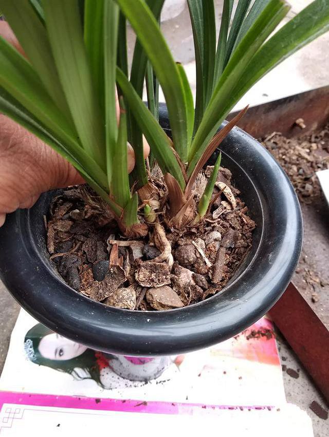 Should the planting material be compacted when planting orchids?