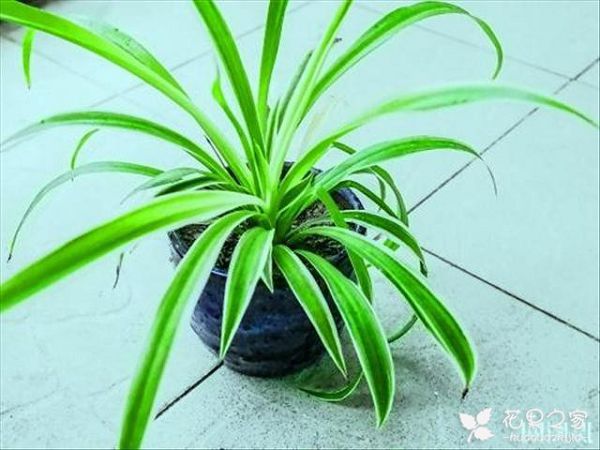 How to grow orchids at home, it is not difficult to know the skills to grow orchids