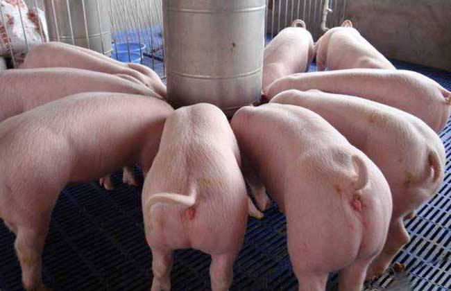 The best time for reserve sows to breed