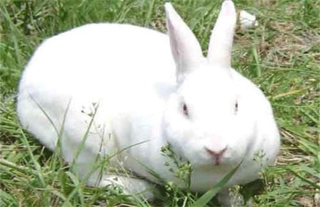 What are the risks of meat rabbit breeding?