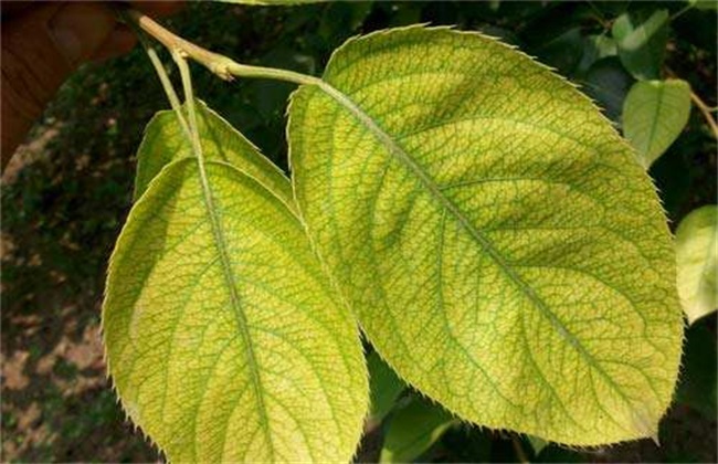 The leaves of the pear tree are yellowing. What's going on?