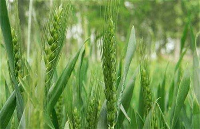 Factors affecting the High yield of Wheat