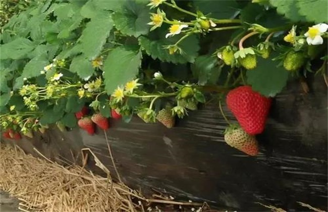 Causes of Strawberry Seedling suspension and its solution