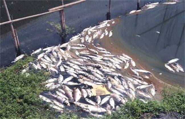 Causes of overwintering death of fish species and its management measures