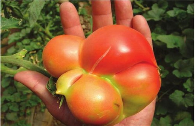 Causes and Solutions of malformed Tomato fruits