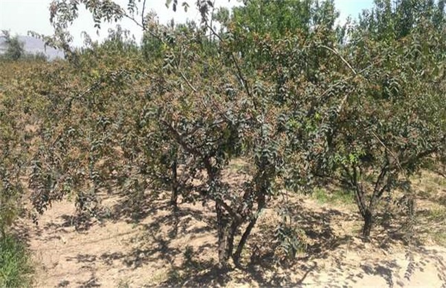 The best time for prickly ash tree to pull branches