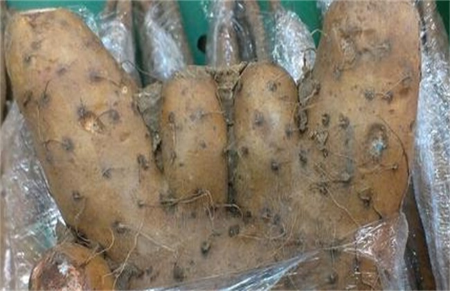 Causes and Prevention methods of malformation of Chinese Yam