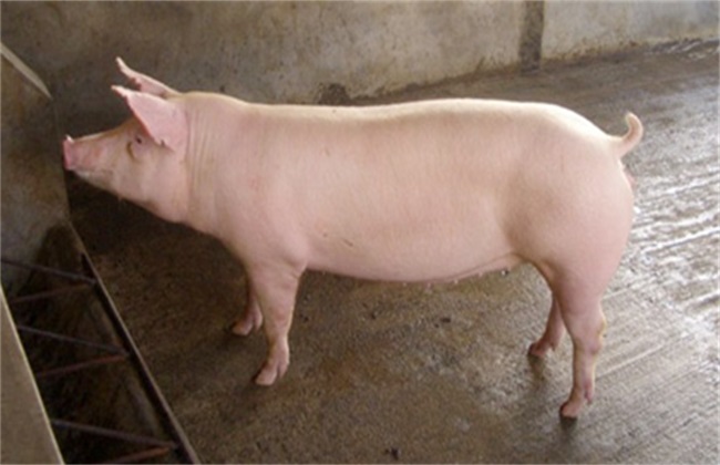 Knowledge of pig management in retail investors