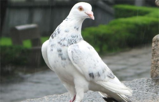 Notice of pigeon breeding