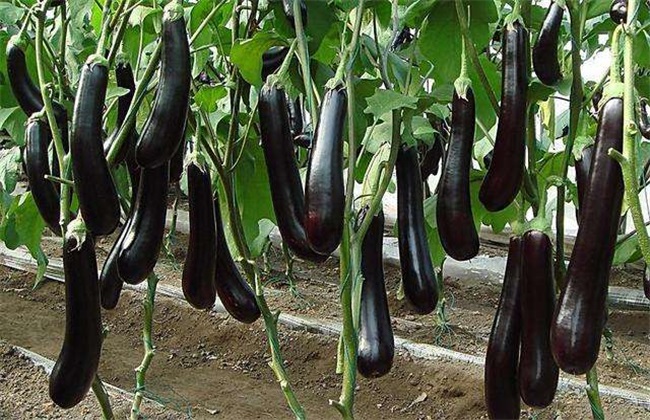 What is the reason for the short style of eggplant?