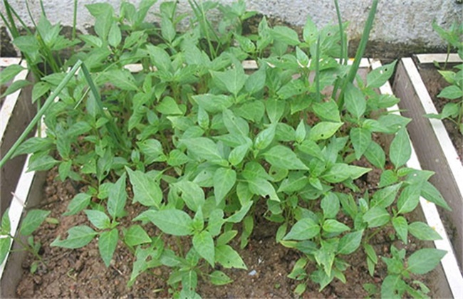Causes and Preventive measures of Hot Pepper seedlings