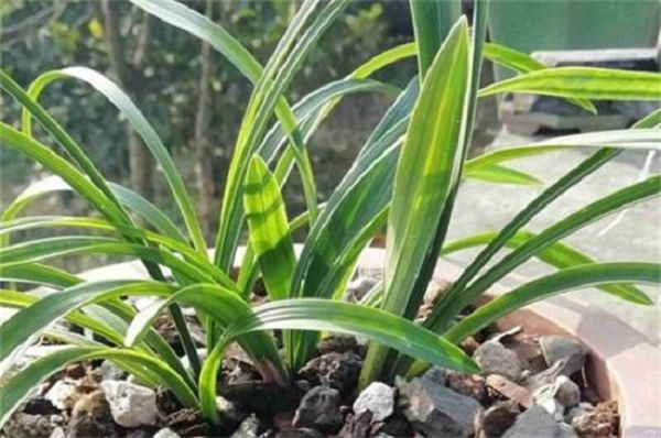 The method of planting orchids with pine bark, disinfection and mixed basin soil conservation