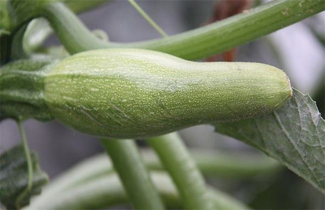 Prevention and treatment of zucchini malformed melon