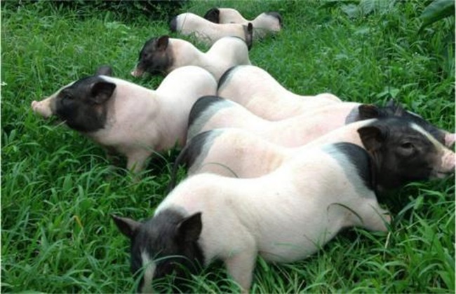 Risk of Xiang Pig breeding