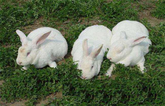 How to improve the fecundity of breeding rabbits