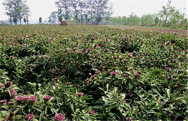 Planting risk of Atractylodes macrocephala Koidz