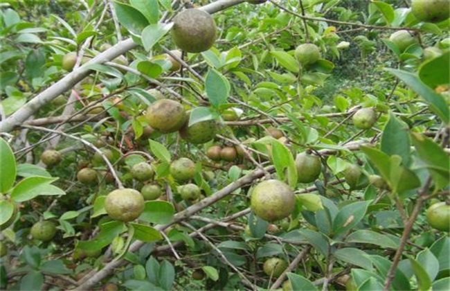 Matters needing attention in planting Camellia oleifera