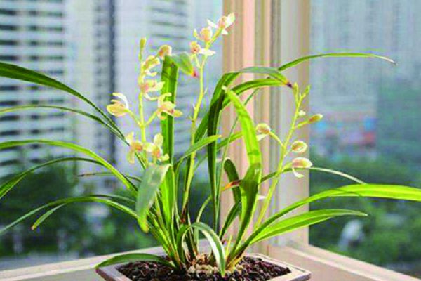 What is the meaning of orchid blooming? what does it mean?