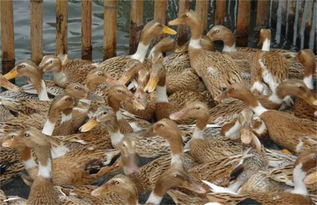 Breeding risk of laying duck