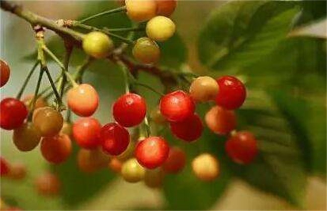 Causes and Control methods of Fruit drop during ripening period of Cherry