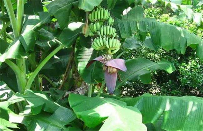 Key points in the management of late budding of banana