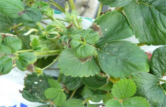 How to deal with serious freeze injury of strawberries?