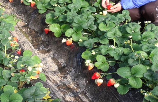 Matters needing attention in strawberry management in spring