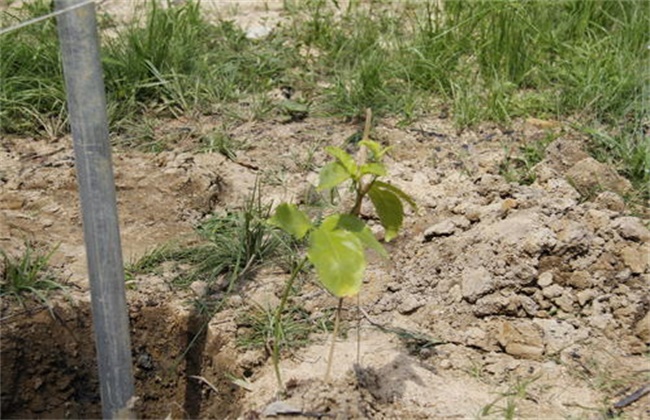 Notes on Transplanting Passion Fruit Seedlings