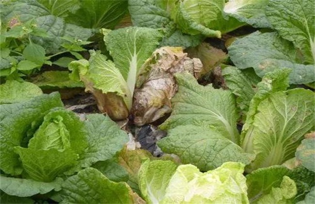 The cause of cabbage rot