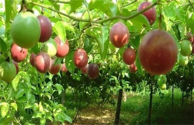 Matters needing attention in autumn planting of passion fruit