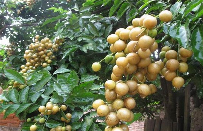 Causes and control methods of yellow leaves of yellow fruit
