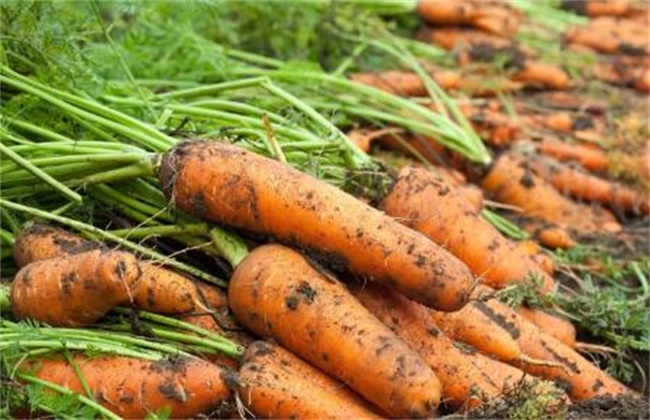 High-yield fertilization techniques for carrots