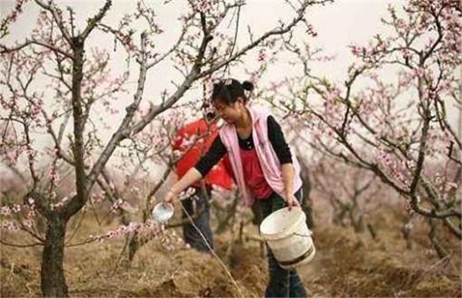 Key points of fertilization for peach trees in spring