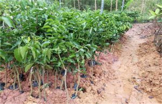 The Seedling technique of Yellow Fruit