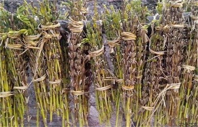 The harm of Sesame drought and its Preventive measures