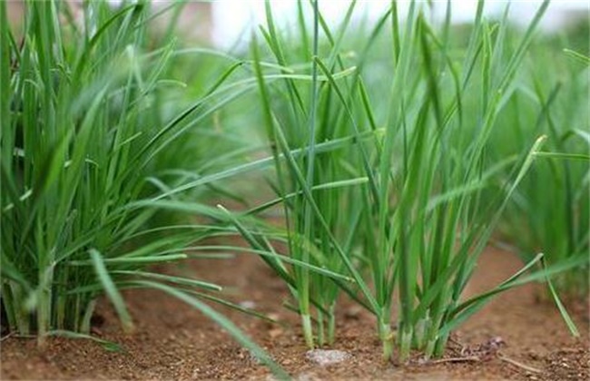 How to improve the survival rate of transplanting Chinese chives