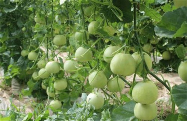 Planting techniques of muskmelon in open field