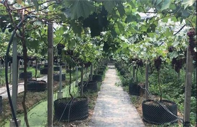 Root-limiting cultivation techniques of Grape