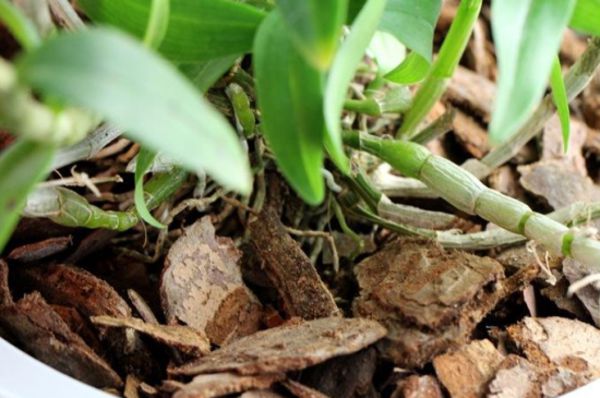 Do you need soil for pine bark orchids?