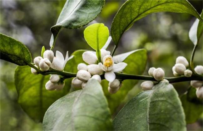 Causes and control methods of tangerine leaf curling with sugar
