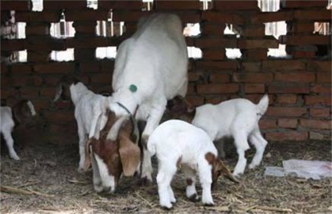 Short-term fattening technique of Goat