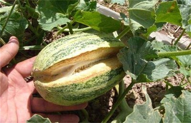 Causes and Preventive measures of Melon pattern collapse