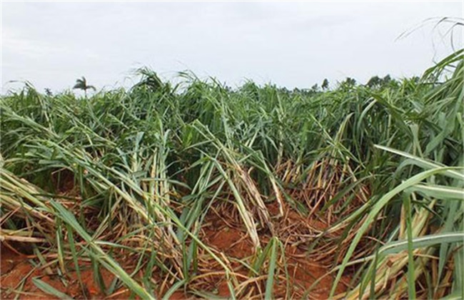 Causes and Preventive measures of Sugarcane lodging