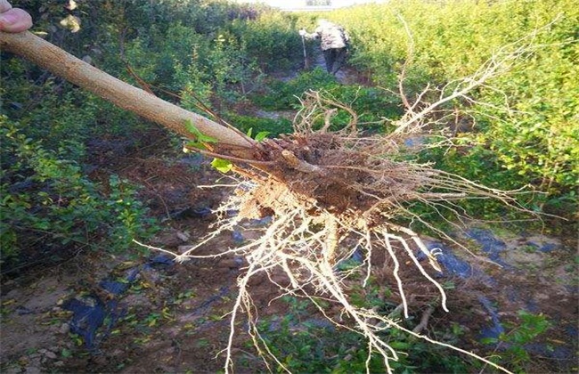 Methods of raising seedlings of pomegranate trees and matters needing attention